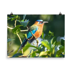 Blue-crowned Motmot in the sun