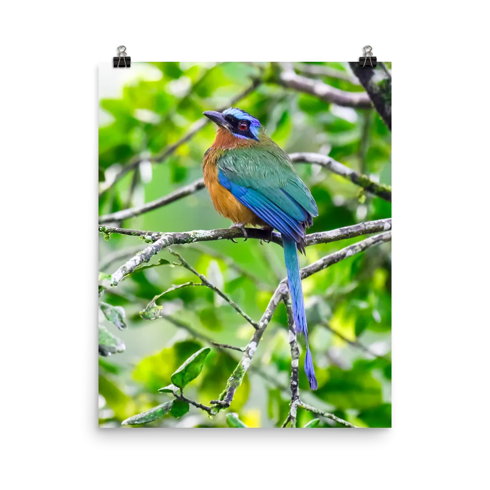 Blue-crowned Motmot-print