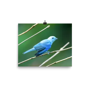Blue-grey Tanager - print
