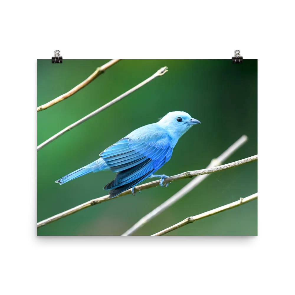 Blue-grey Tanager - print