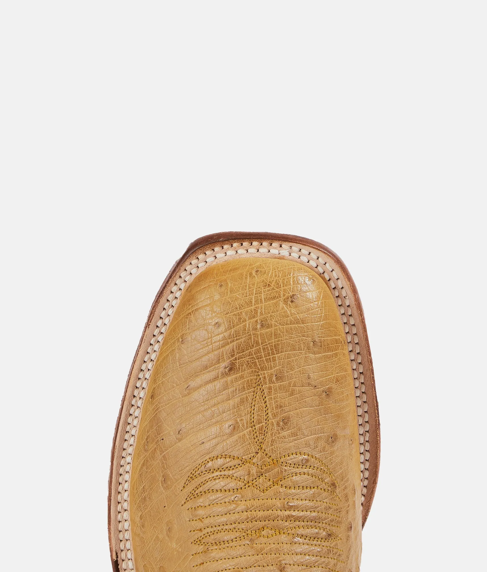 Cecil Exotic :: Saddle