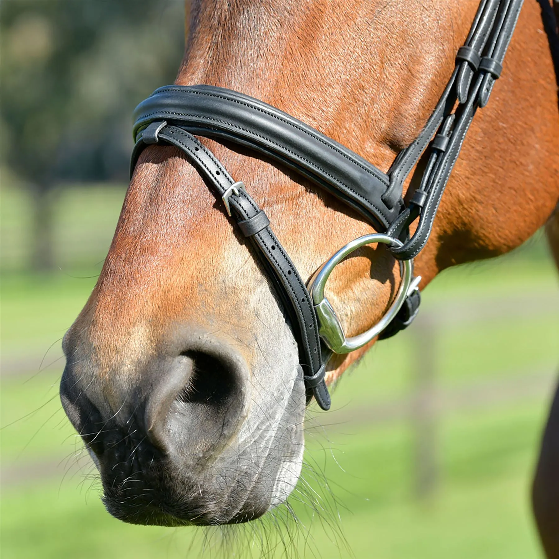 Collegiate Comfitec Opulux Plain Padded Hanoverian Flash Bridle