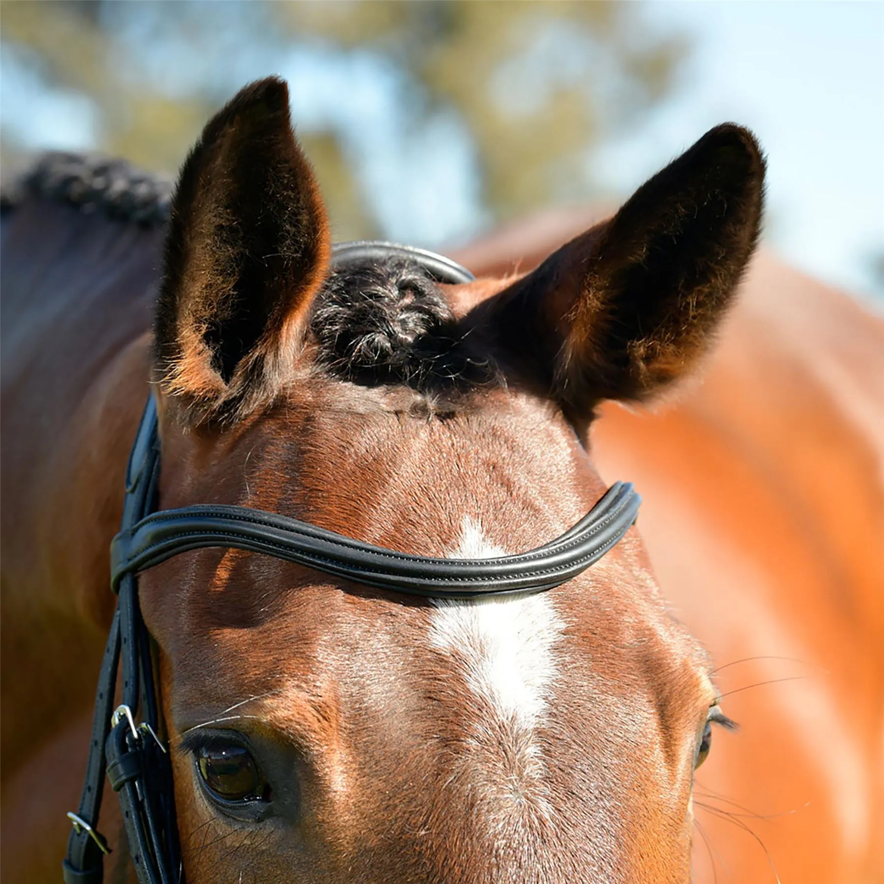 Collegiate Comfitec Opulux Plain Padded Hanoverian Flash Bridle
