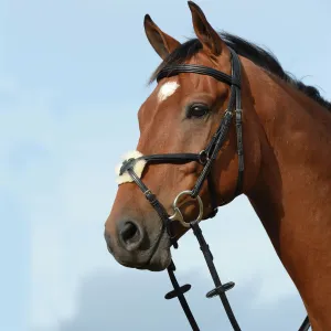Collegiate Syntovia  Padded Raised Figure 8 Bridle