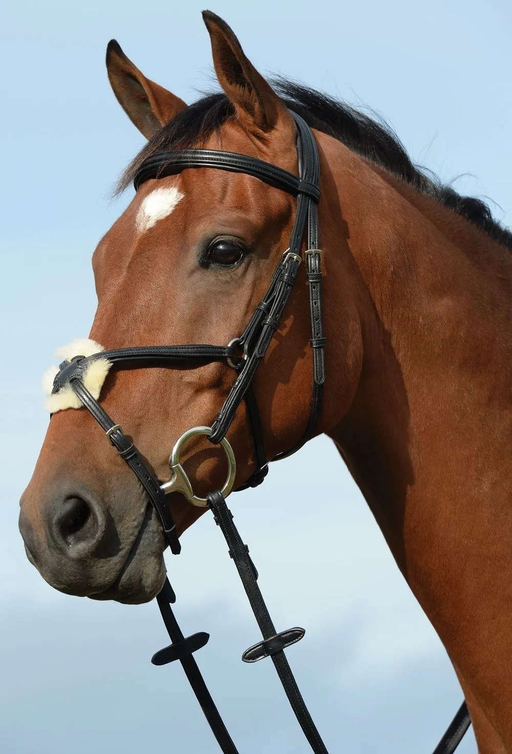 Collegiate Syntovia  Padded Raised Figure 8 Bridle