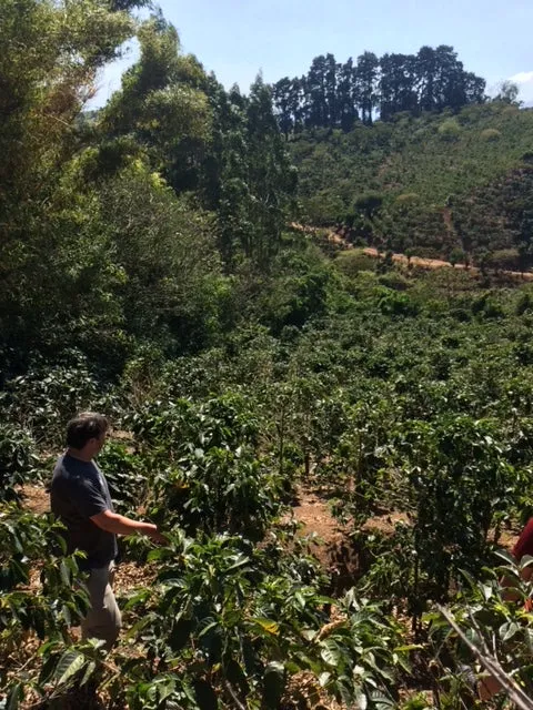 Costa Rica Naranjo La Rosa