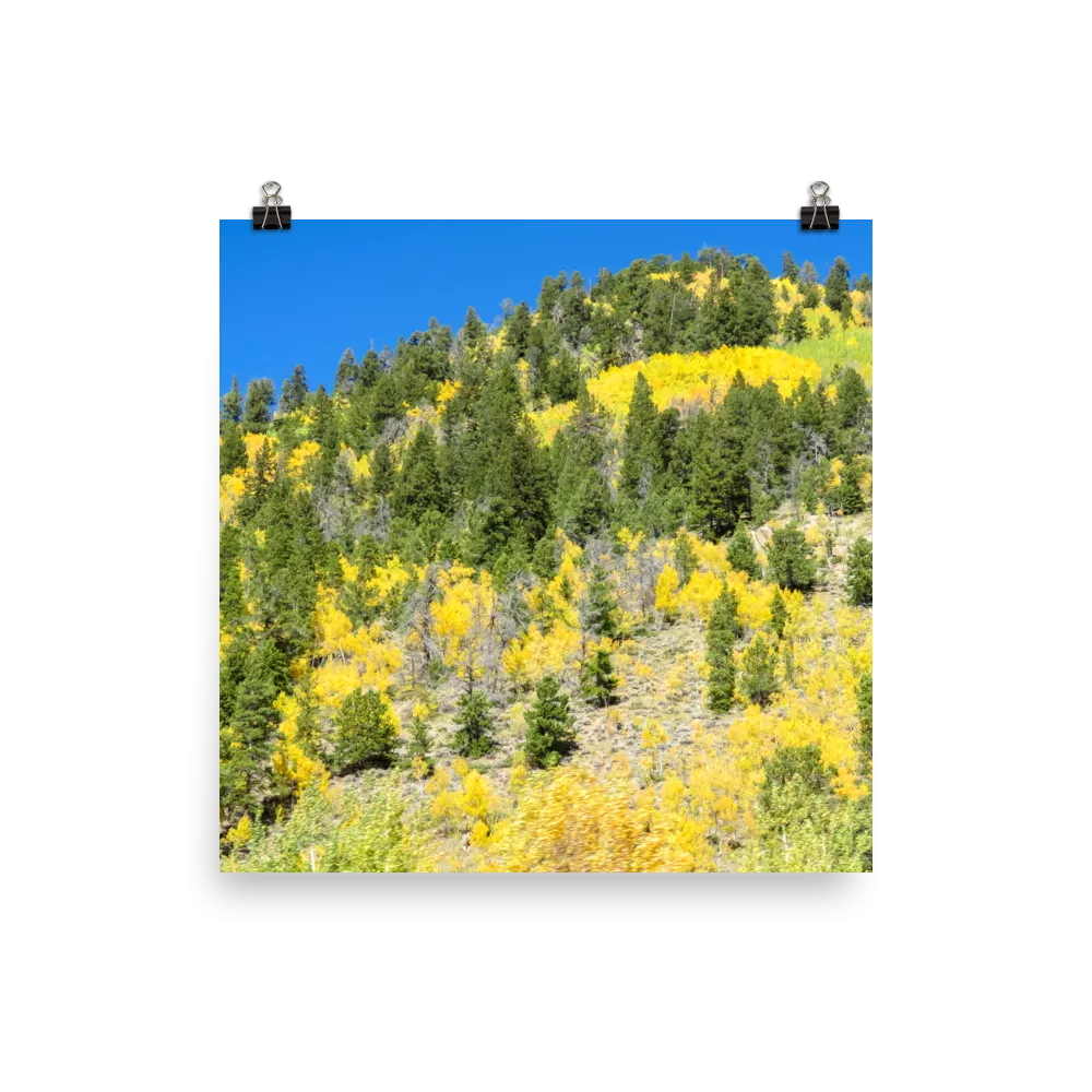 Fall aspen hillside near Leadville, Colorado - print