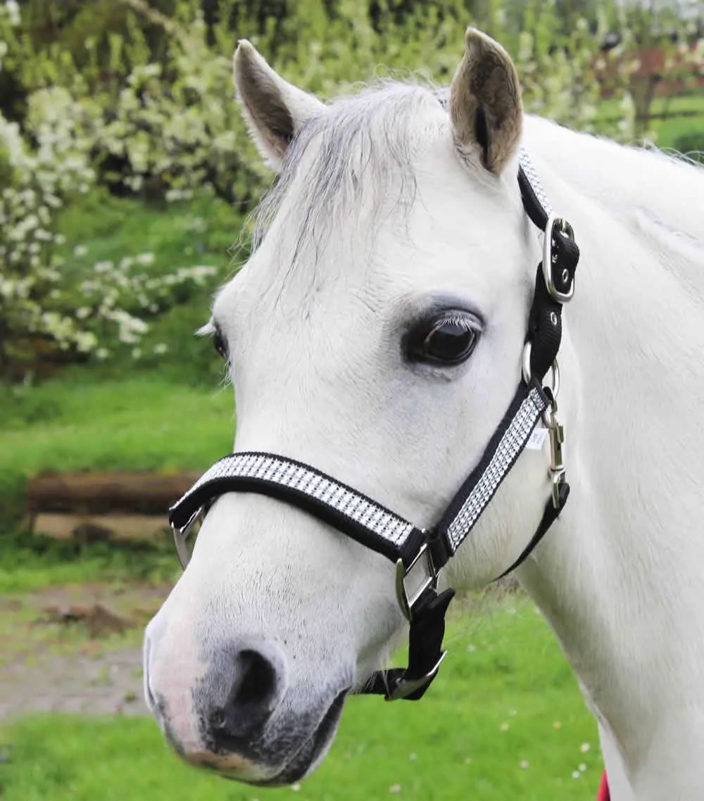 Gallop Equestrian Diamante Padded Headcollar