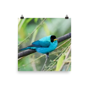 Green Honeycreeper, male 3 - print