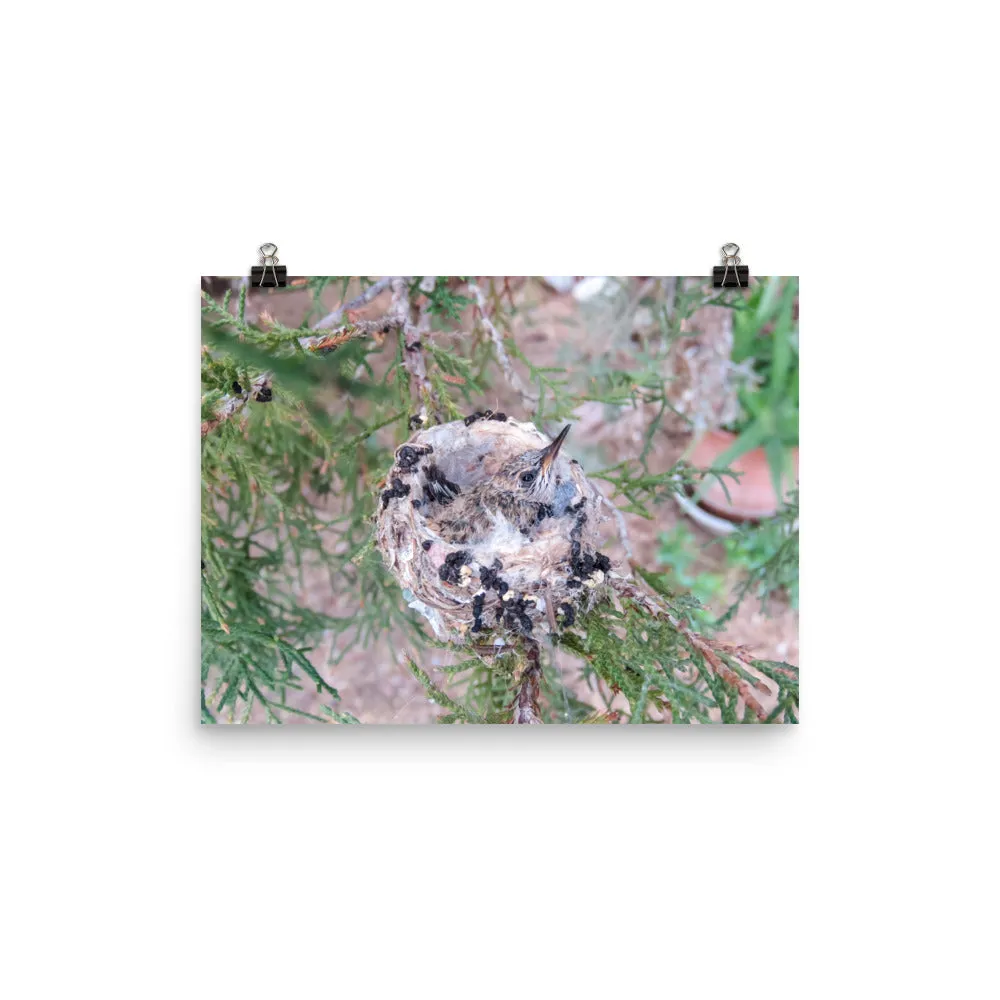 Growing hummingbird baby in nest - print