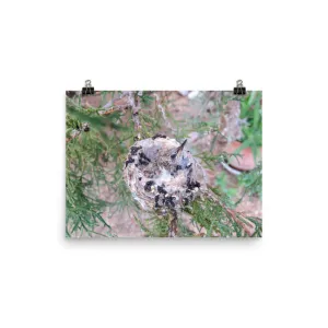 Growing hummingbird baby in nest - print
