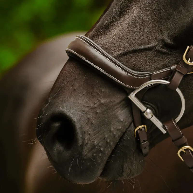 Lumiere Bridle Dallas