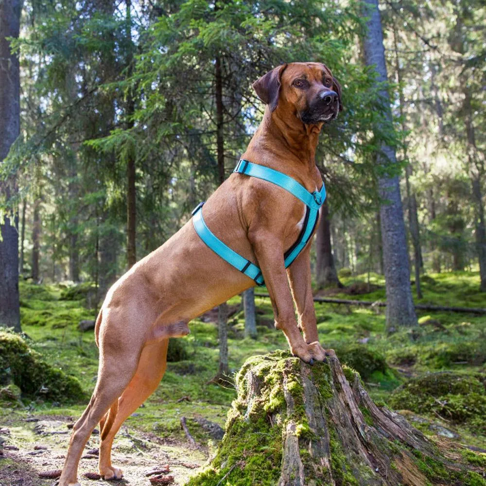 Rukka Pets Form Turquoise Comfy Dog Harness