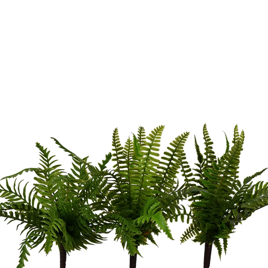 Small Soft Touch Fern