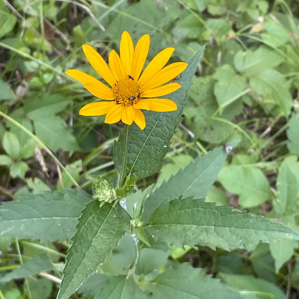Smooth Oxeye Wildflower Seed Plugs (Heliopsis helianthoides)