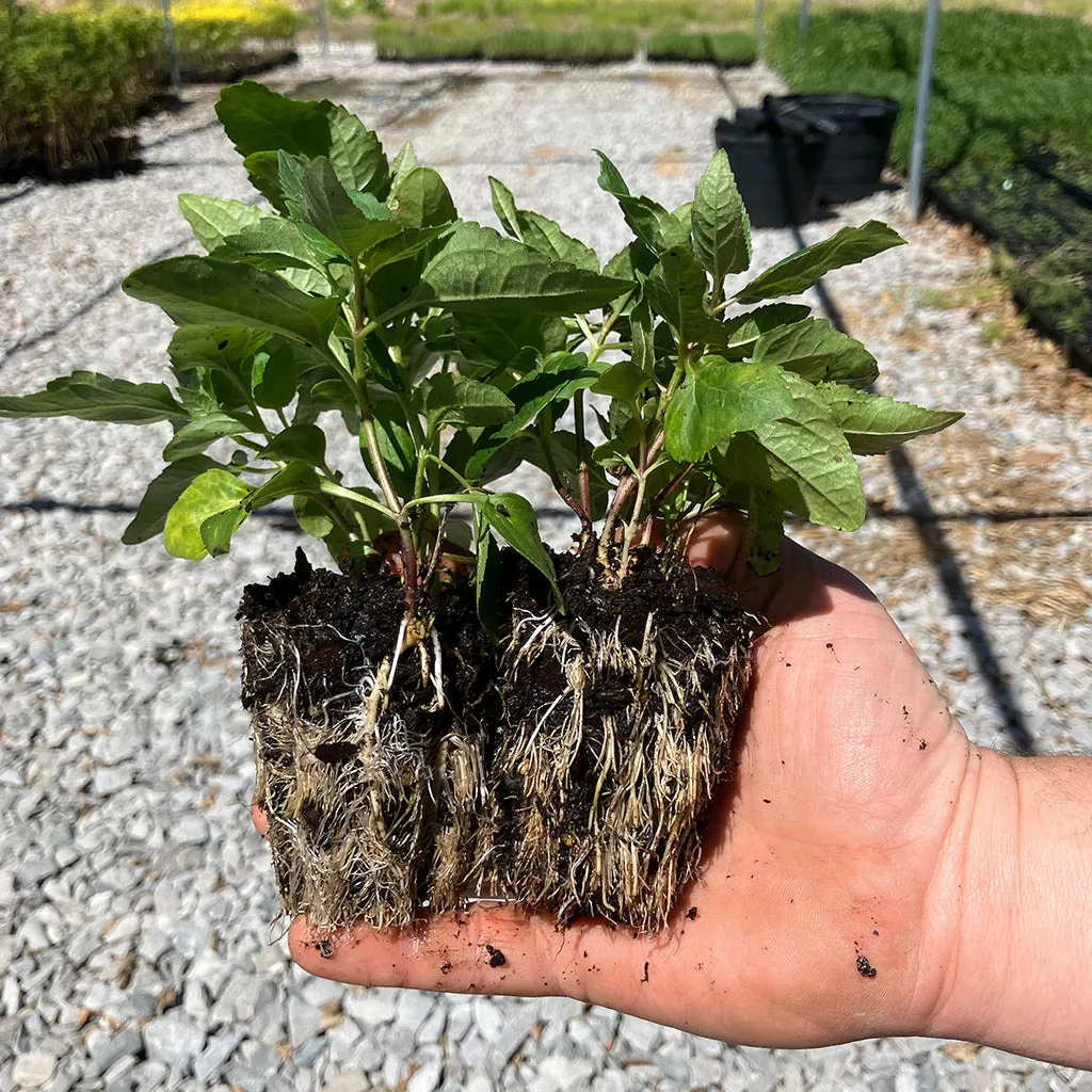 Smooth Oxeye Wildflower Seed Plugs (Heliopsis helianthoides)