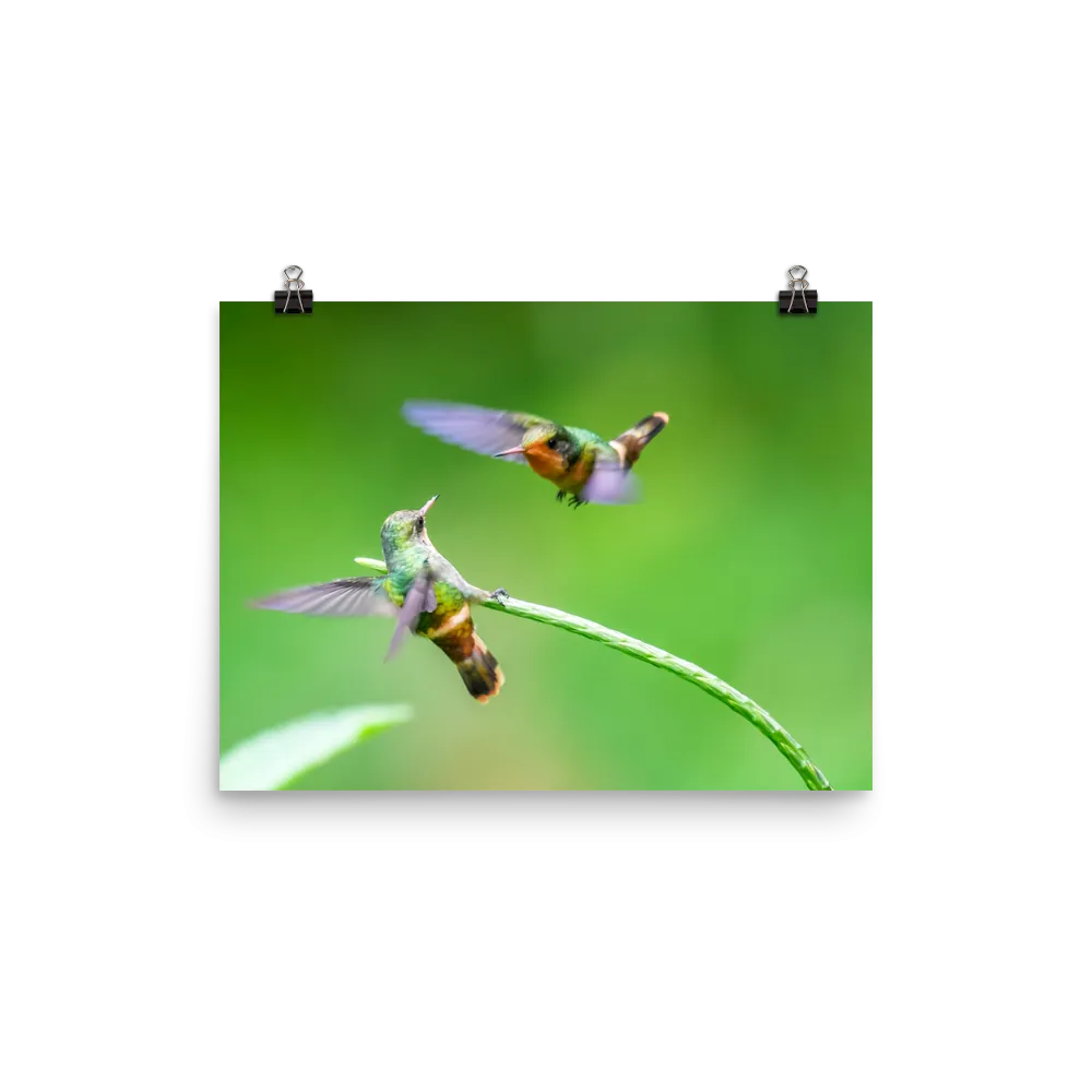 Tiny Tufted Coquette females acting tough - print