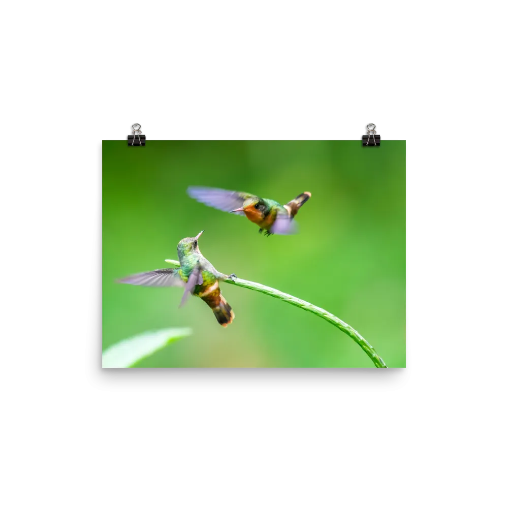 Tiny Tufted Coquette females acting tough - print