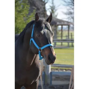 TK292851-Average-Blue Halter Signature Nylon 1"