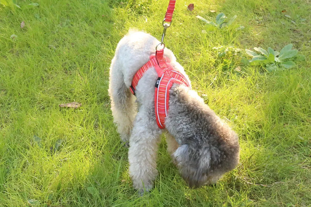 Y Shaped Dog Harness | Fleece